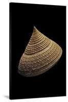 Calliostoma Selecta-Paul Starosta-Stretched Canvas