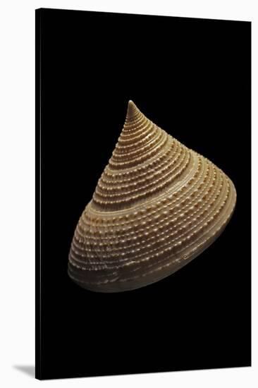 Calliostoma Selecta-Paul Starosta-Stretched Canvas