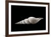 Calliotectum Johnsoni Dupreyi-Paul Starosta-Framed Photographic Print