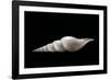 Calliotectum Johnsoni Dupreyi-Paul Starosta-Framed Photographic Print