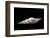 Calliotectum Johnsoni Dupreyi-Paul Starosta-Framed Photographic Print