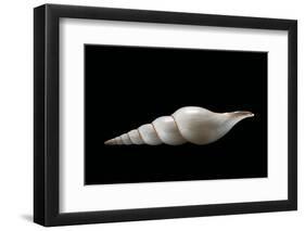 Calliotectum Johnsoni Dupreyi-Paul Starosta-Framed Photographic Print