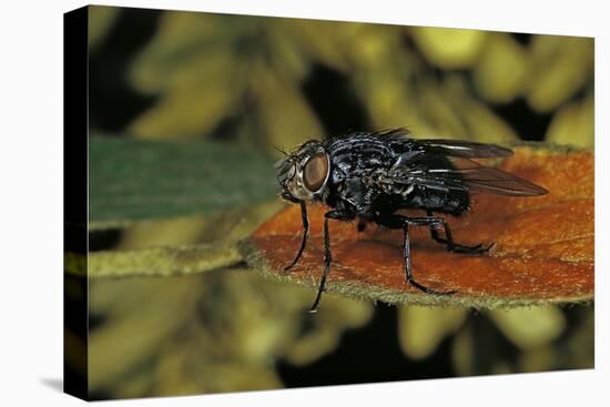 Calliphora Vicina (Urban Bluebottle Blowfly)-Paul Starosta-Stretched Canvas