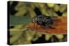 Calliphora Vicina (Urban Bluebottle Blowfly)-Paul Starosta-Stretched Canvas