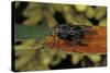 Calliphora Vicina (Urban Bluebottle Blowfly)-Paul Starosta-Stretched Canvas