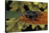 Calliphora Vicina (Urban Bluebottle Blowfly)-Paul Starosta-Stretched Canvas