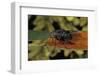 Calliphora Vicina (Urban Bluebottle Blowfly)-Paul Starosta-Framed Photographic Print