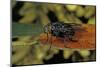Calliphora Vicina (Urban Bluebottle Blowfly)-Paul Starosta-Mounted Photographic Print
