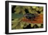 Calliphora Vicina (Urban Bluebottle Blowfly)-Paul Starosta-Framed Photographic Print