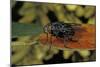 Calliphora Vicina (Urban Bluebottle Blowfly)-Paul Starosta-Mounted Photographic Print