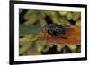 Calliphora Vicina (Urban Bluebottle Blowfly)-Paul Starosta-Framed Photographic Print