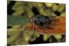 Calliphora Vicina (Urban Bluebottle Blowfly)-Paul Starosta-Mounted Photographic Print