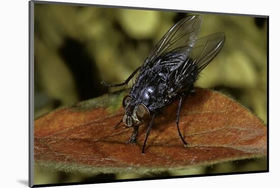 Calliphora Vicina (Urban Bluebottle Blowfly)-Paul Starosta-Mounted Photographic Print