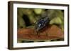 Calliphora Vicina (Urban Bluebottle Blowfly)-Paul Starosta-Framed Photographic Print