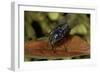 Calliphora Vicina (Urban Bluebottle Blowfly)-Paul Starosta-Framed Photographic Print