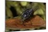 Calliphora Vicina (Urban Bluebottle Blowfly)-Paul Starosta-Mounted Photographic Print