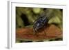 Calliphora Vicina (Urban Bluebottle Blowfly)-Paul Starosta-Framed Photographic Print