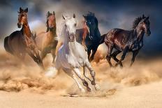 Horses with Long Mane Portrait Run Gallop in Desert Dust-Callipso-Photographic Print