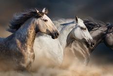 Horses with Long Mane Portrait Run Gallop in Desert Dust-Callipso-Photographic Print