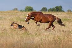 Horse Gallop in Desert-Callipso88-Framed Photographic Print