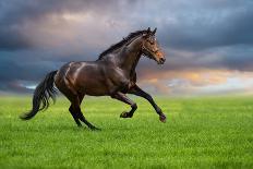 Horse Gallop in Desert-Callipso88-Mounted Photographic Print