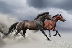 Horse Gallop in Desert-Callipso88-Photographic Print