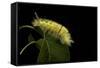 Calliteara Pudibunda (Pale Tussock Moth, Red Tail Moth) - Caterpillar-Paul Starosta-Framed Stretched Canvas