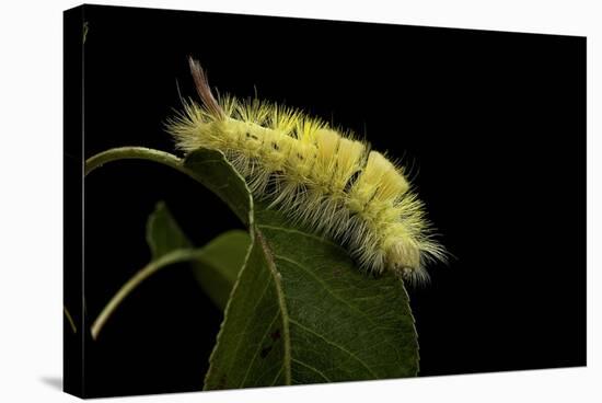 Calliteara Pudibunda (Pale Tussock Moth, Red Tail Moth) - Caterpillar-Paul Starosta-Stretched Canvas