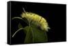 Calliteara Pudibunda (Pale Tussock Moth, Red Tail Moth) - Caterpillar-Paul Starosta-Framed Stretched Canvas