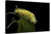 Calliteara Pudibunda (Pale Tussock Moth, Red Tail Moth) - Caterpillar-Paul Starosta-Stretched Canvas