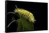 Calliteara Pudibunda (Pale Tussock Moth, Red Tail Moth) - Caterpillar-Paul Starosta-Framed Stretched Canvas