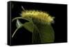 Calliteara Pudibunda (Pale Tussock Moth, Red Tail Moth) - Caterpillar-Paul Starosta-Framed Stretched Canvas