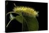 Calliteara Pudibunda (Pale Tussock Moth, Red Tail Moth) - Caterpillar-Paul Starosta-Stretched Canvas