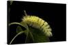 Calliteara Pudibunda (Pale Tussock Moth, Red Tail Moth) - Caterpillar-Paul Starosta-Stretched Canvas