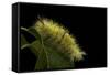 Calliteara Pudibunda (Pale Tussock Moth, Red Tail Moth) - Caterpillar-Paul Starosta-Framed Stretched Canvas