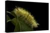 Calliteara Pudibunda (Pale Tussock Moth, Red Tail Moth) - Caterpillar-Paul Starosta-Stretched Canvas