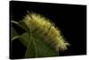 Calliteara Pudibunda (Pale Tussock Moth, Red Tail Moth) - Caterpillar-Paul Starosta-Stretched Canvas