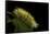 Calliteara Pudibunda (Pale Tussock Moth, Red Tail Moth) - Caterpillar-Paul Starosta-Framed Stretched Canvas