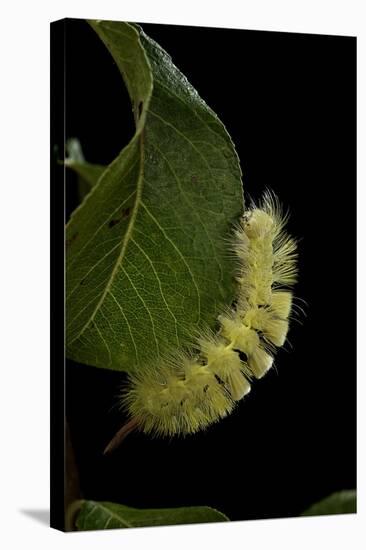 Calliteara Pudibunda (Pale Tussock Moth, Red Tail Moth) - Caterpillar-Paul Starosta-Stretched Canvas