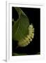 Calliteara Pudibunda (Pale Tussock Moth, Red Tail Moth) - Caterpillar-Paul Starosta-Framed Premium Photographic Print