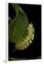 Calliteara Pudibunda (Pale Tussock Moth, Red Tail Moth) - Caterpillar-Paul Starosta-Framed Premium Photographic Print