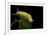 Calliteara Pudibunda (Pale Tussock Moth, Red Tail Moth) - Caterpillar-Paul Starosta-Framed Photographic Print