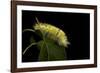 Calliteara Pudibunda (Pale Tussock Moth, Red Tail Moth) - Caterpillar-Paul Starosta-Framed Photographic Print