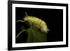 Calliteara Pudibunda (Pale Tussock Moth, Red Tail Moth) - Caterpillar-Paul Starosta-Framed Photographic Print