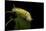 Calliteara Pudibunda (Pale Tussock Moth, Red Tail Moth) - Caterpillar-Paul Starosta-Mounted Photographic Print