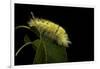 Calliteara Pudibunda (Pale Tussock Moth, Red Tail Moth) - Caterpillar-Paul Starosta-Framed Photographic Print