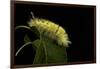 Calliteara Pudibunda (Pale Tussock Moth, Red Tail Moth) - Caterpillar-Paul Starosta-Framed Photographic Print