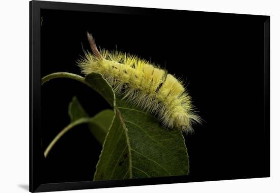 Calliteara Pudibunda (Pale Tussock Moth, Red Tail Moth) - Caterpillar-Paul Starosta-Framed Photographic Print