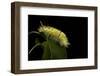 Calliteara Pudibunda (Pale Tussock Moth, Red Tail Moth) - Caterpillar-Paul Starosta-Framed Photographic Print