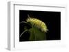 Calliteara Pudibunda (Pale Tussock Moth, Red Tail Moth) - Caterpillar-Paul Starosta-Framed Photographic Print